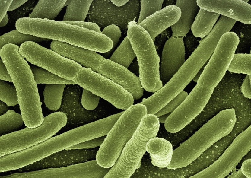 Immune Cell Therapies